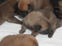 Animale frumoase catei Ciobanesc belgieni malinois