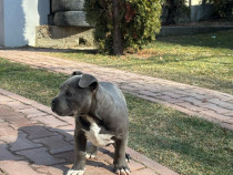 Mascul American Bully cu pedigree