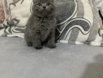 Scottish fold motănei și pisicuțe