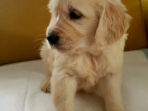 Golden Retriever cu Pedigree