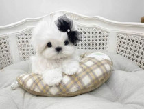 Bichon Maltez mini toy