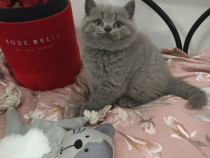 British shorthair motănei și pisicuțe