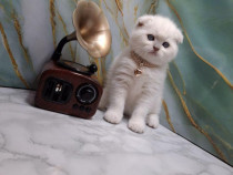 Scottish fold băieței și fetițe