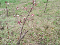 Teren intravilan de vanzare in Calarasi langa Turda!