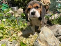 Pui beagle femele și masculi