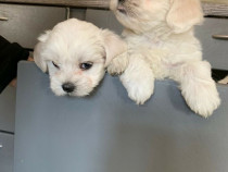 Vand Bichon Maltez Mini Toy