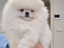 Pui de Pomeranian Spitz