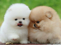 Pomeranian Puppy asigur transport oriunde mini de buzunar