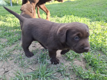 Pui labrador retriever