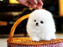 Pomeranian mini toy