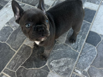 Bulldog francez blue