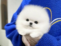 Pomeranian teeacup