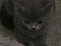 Fetita british shorthair blue