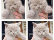 Scottish fold/straight