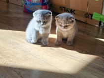 Pisica Scottish Fold pisoi British Shorthair