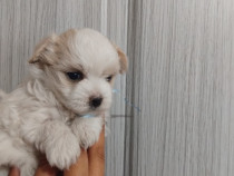 Bichon toy băiețel