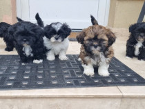 Pui shih tzu 2 fetite și 2 baieți