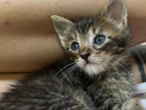Pui de pisica spre adoptie
