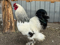 Brahma herminat deschis