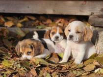 Beagle rasa pură