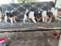 Cătei Fox Terrier