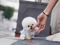 Pomeranian puppy mini toy