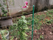 Bulbi de crini imperiali și regali toate culorile maturi mărime de 120