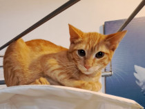 Adoptie pui de pisicamotan roscat Simon