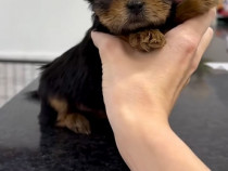 Yorkshire terrier mini toy