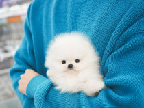 Pomeranian puppy teeacup de buzunar