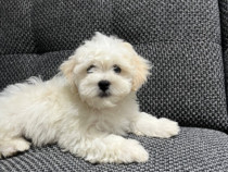 Bichon maltez jucaus