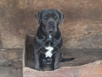 Catelusa Cane Corso cu pedigree