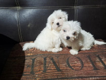 Bichon maltez talie mică