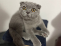 Băiețel scottish fold