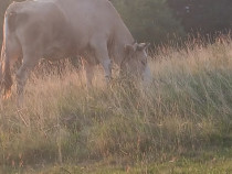Vaca de 5 ani gonită preț negociabil