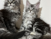 Maine coon băieței și fetițe