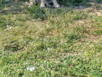 Mascul kangal frumos