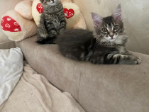 Maine coon puiuți