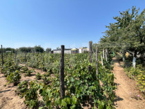 Teren 1021 mp, zona Hanul Doctorului