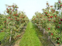 Oportunitate de investiție agricolă– Livadă de meri pe