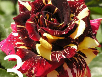 Pachet cu 5 trandafiri diferiti la doar pretul afisat/pachet!