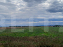 Teren extravilan de vanzare, 21.750 mp, Satu Mare