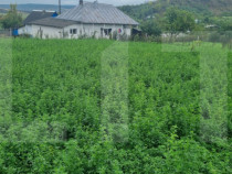 Casa bătr&acirc;nească + Teren 1.666 mp intravilan, la 8 km de