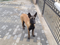 Ciobanesc belgian malinois