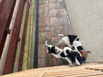 Fox Terrier carnet de sanătate