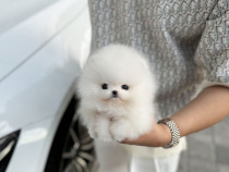 Pomeranian Mini Ursuleț