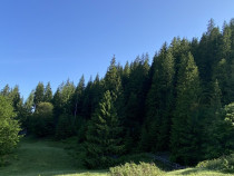 Padure teren - Izvoarele Sucevei 170000mp