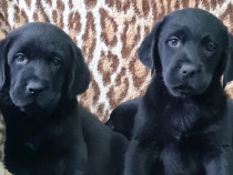 Labrador Retriever Negru 2 Masculi, 1 Femela,cu toate vaccinurile