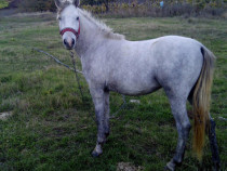 Iapa tânără de 2 ani