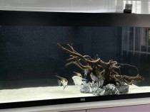 Acvariu Juwel Rio 240 litri